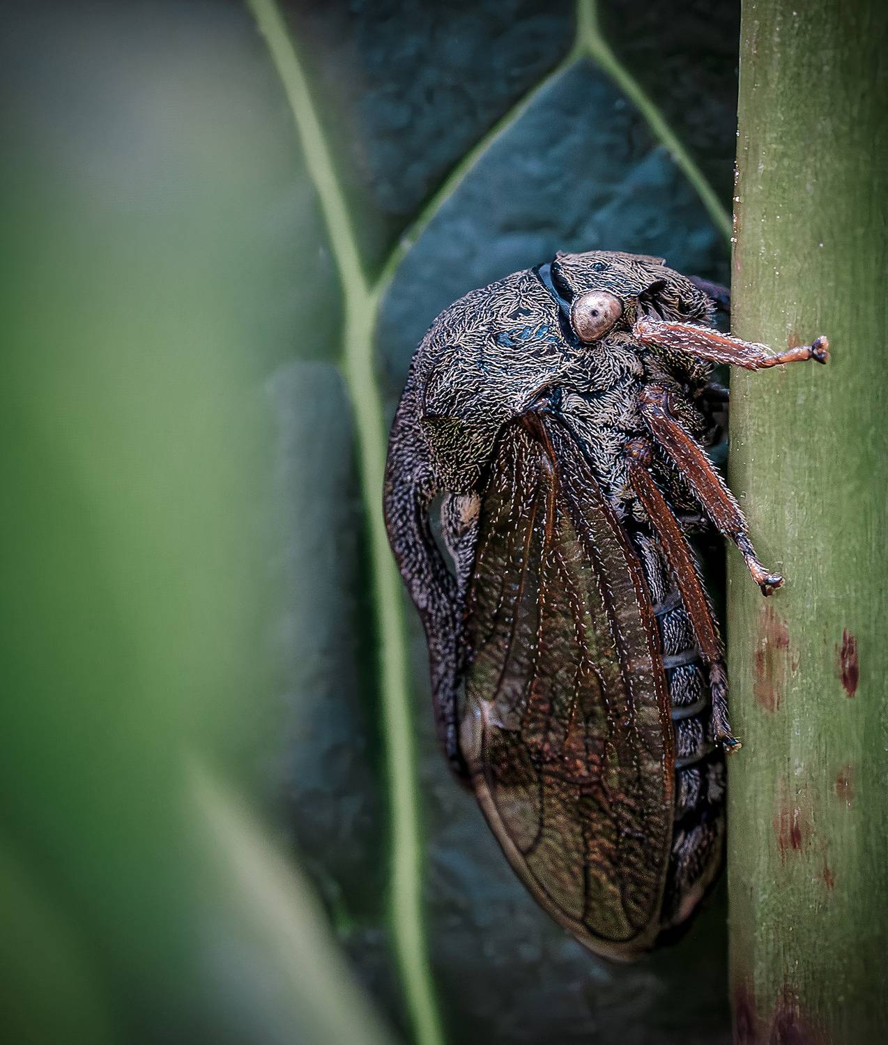 Горбатка обыкновенная лето 2025 макро, Ворожцова Марина