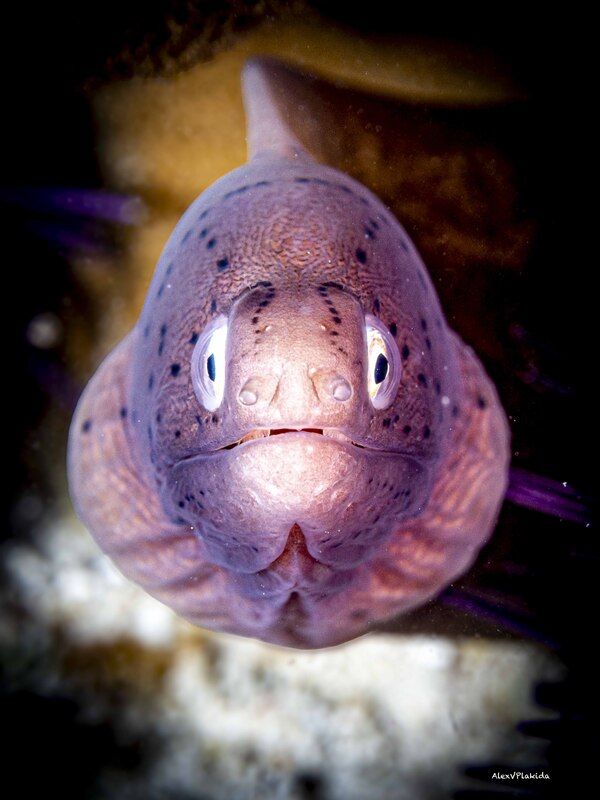 Фас фото превью