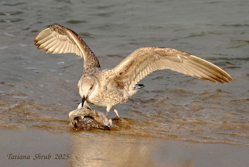 при рода. море, чайки, рыба Чайкина удача фото превью
