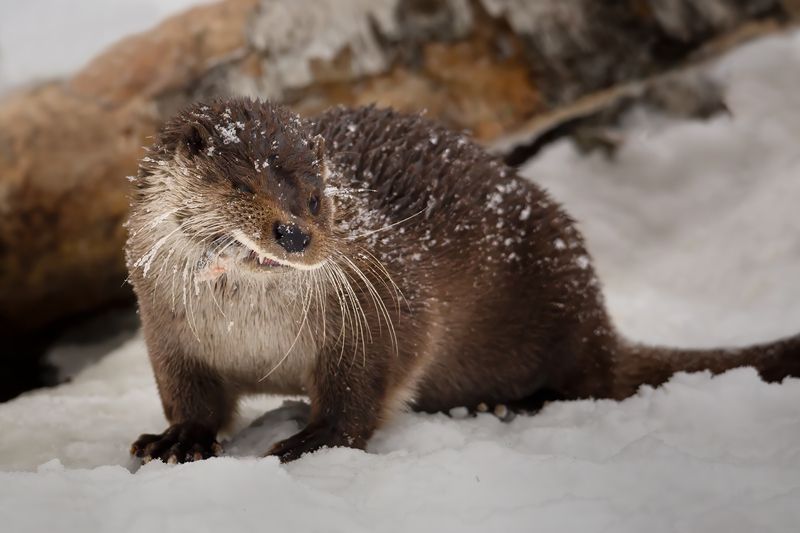 Вам тоже кусочек рыбки? фото превью
