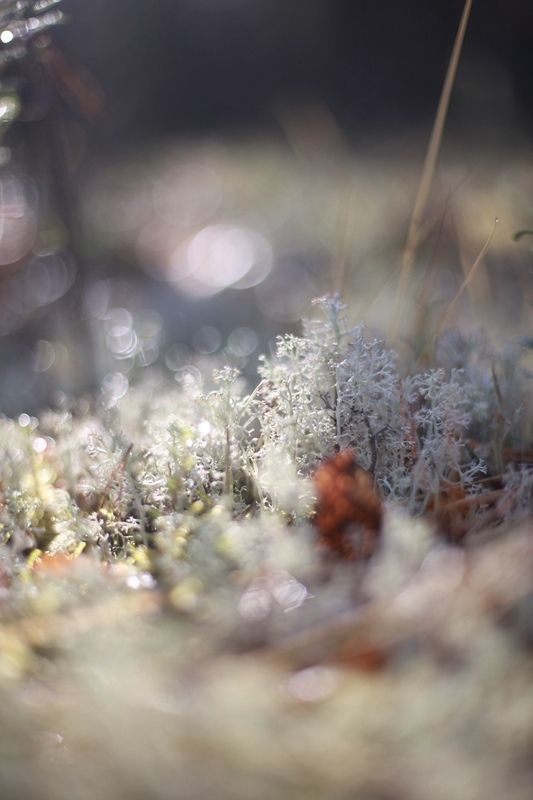 север, мох, солнце, ягель, осень макро В лучах солнца фото превью