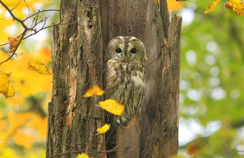 Серая фото превью
