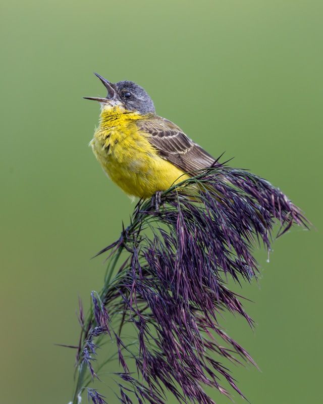 желтая трясогузка,трясогузка, птицы Летние песни фото превью
