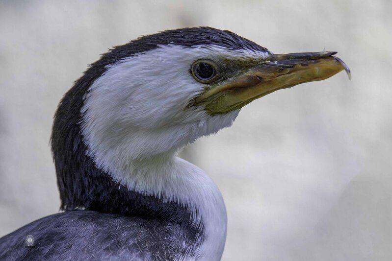 Cormorant фото превью