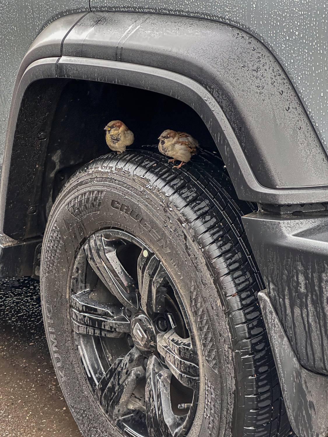 , Курлянцев Алексей