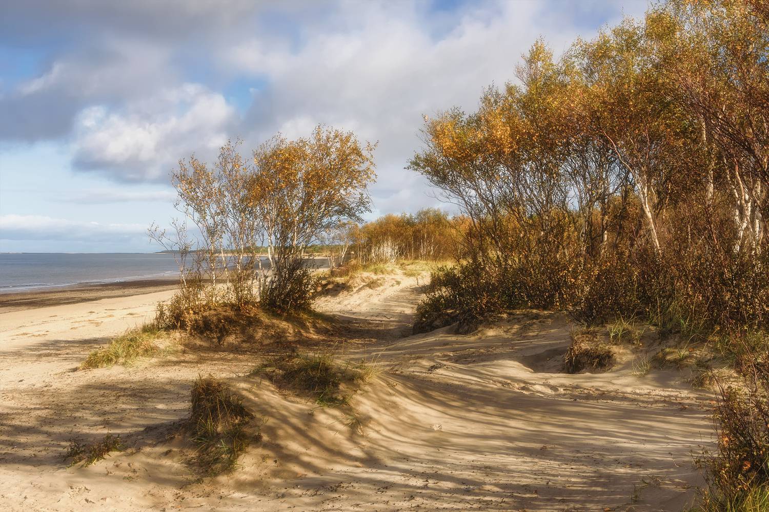 осень, утро, белое море, берег, песок, дюны, трава, деревья, карликовые березы, небо, облака тени, Вера Ра