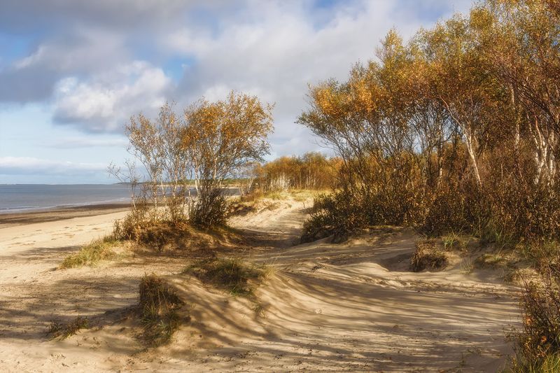 осень, утро, белое море, берег, песок, дюны, трава, деревья, карликовые березы, небо, облака тени Карликовые берёзы на берегу Белого моря фото превью