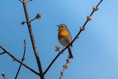 Весна зовет. Зарянка / Erithacus rubecula / European Robin