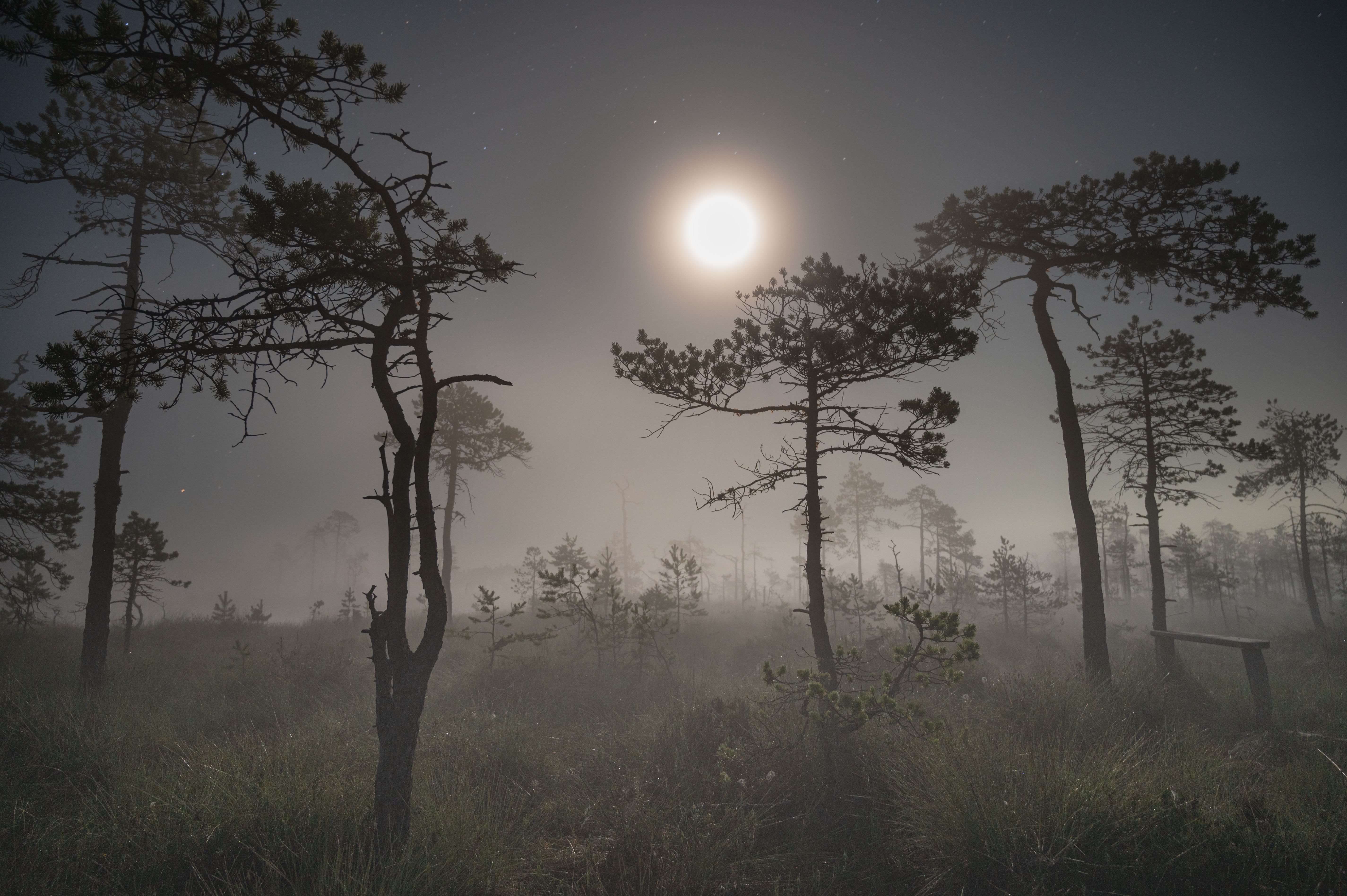 болота *** фото превью