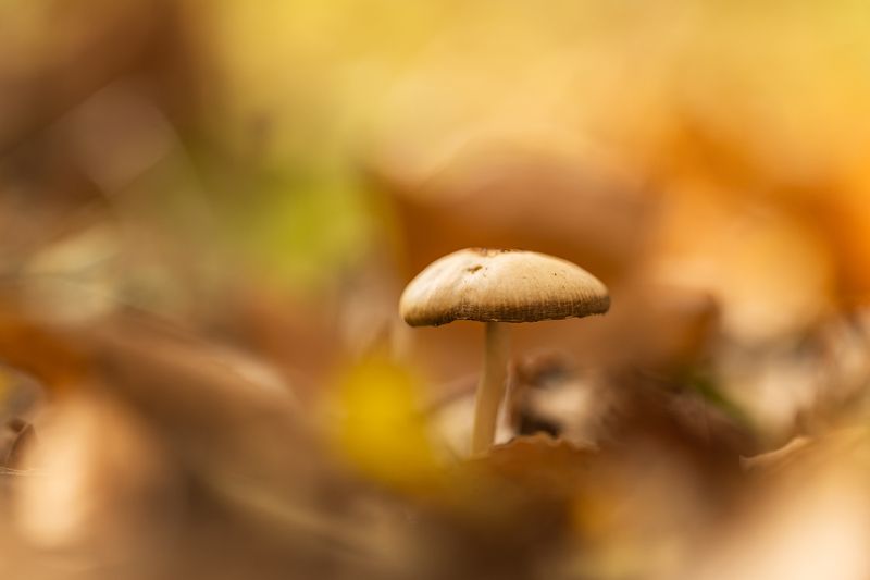 Погружение в осень фото превью