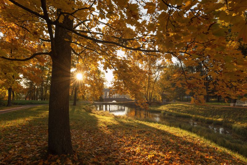 питер, пушкин, царское село, царское, autumn,  landscape, tsarskoye selo, autumn,  городской пейзаж, санкт-петербург, рассвет В Екатерининском парке осень фото превью