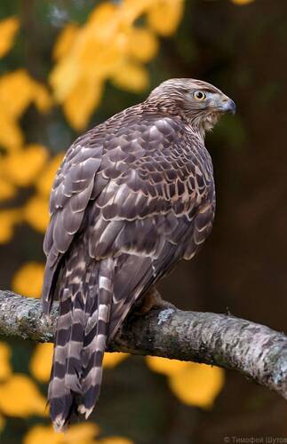 Осенний страж