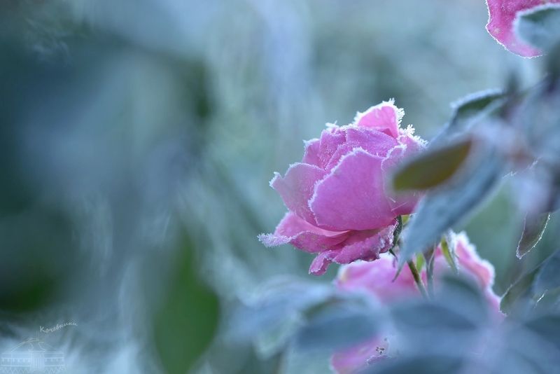 Замерзшая роза фото превью