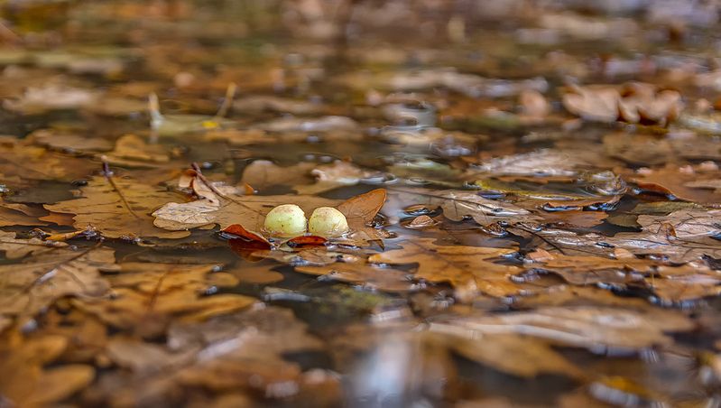 Осенний этюд. фото превью