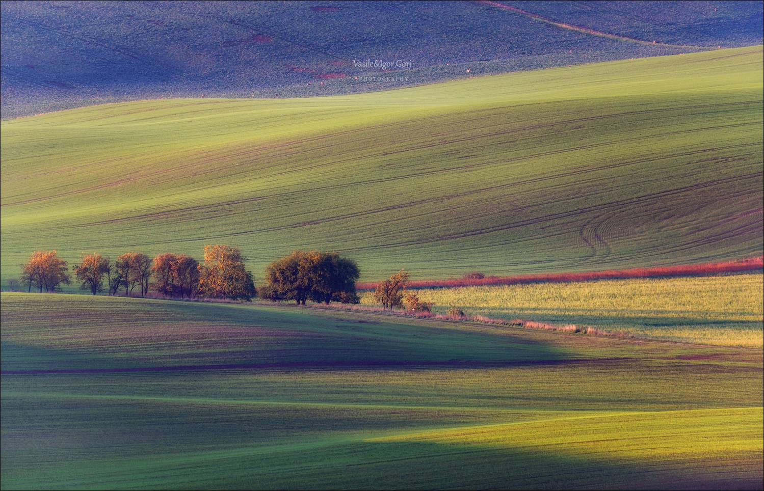 южная моравия,пейзаж,линии,south moravian,lines,свет,czech,осень,чехия,landscapes,rural, Гори Василий