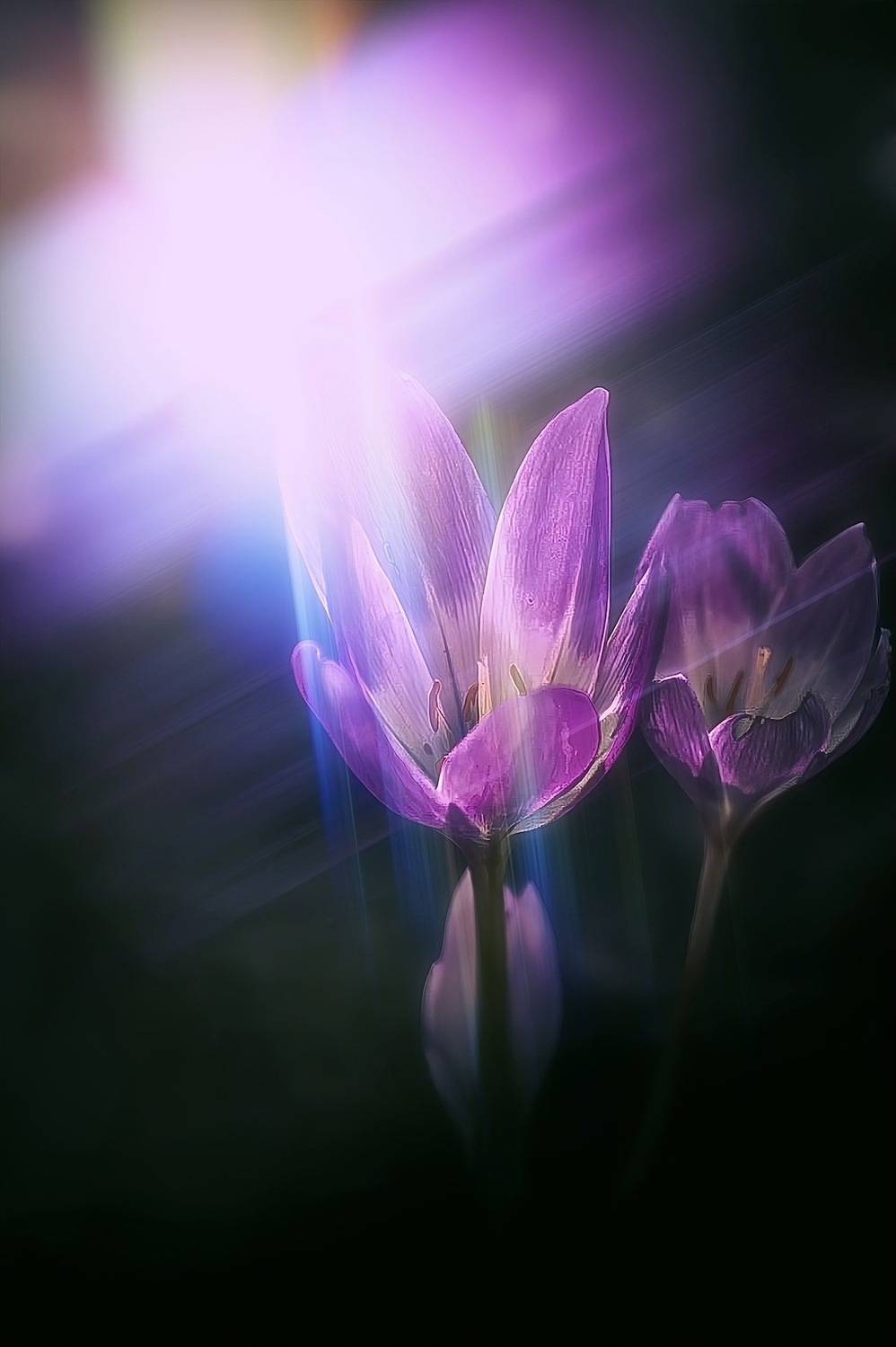 макро, macro, nature, природа, осень, autumn, золотаяосень, goldatum, безвременник, Julia Kaissa