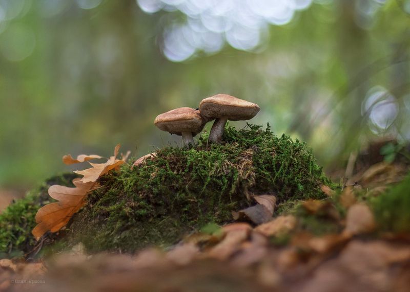 грибы Осенний поцелуй фото превью