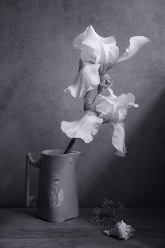 Белый ирис фото превью