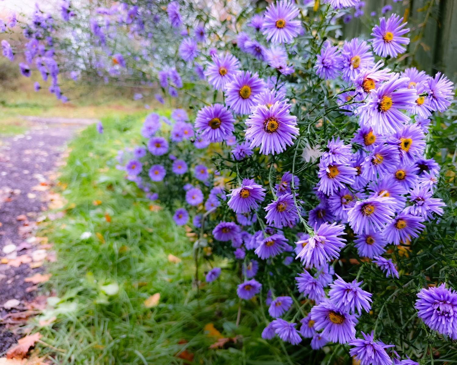 , Кондрашова Светлана