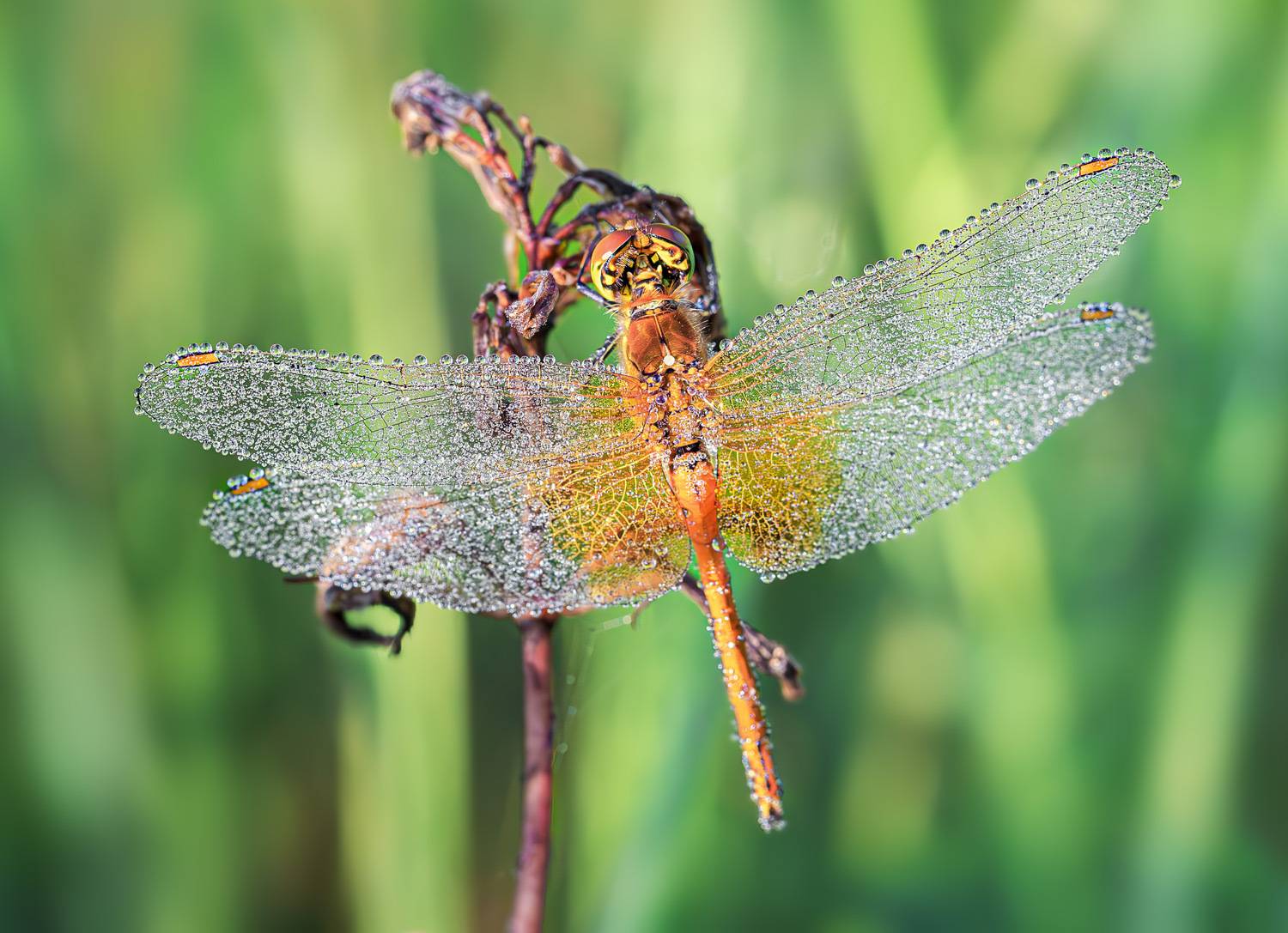 насекомые, стрекоза, лето, утро, роса, Борис Новиков
