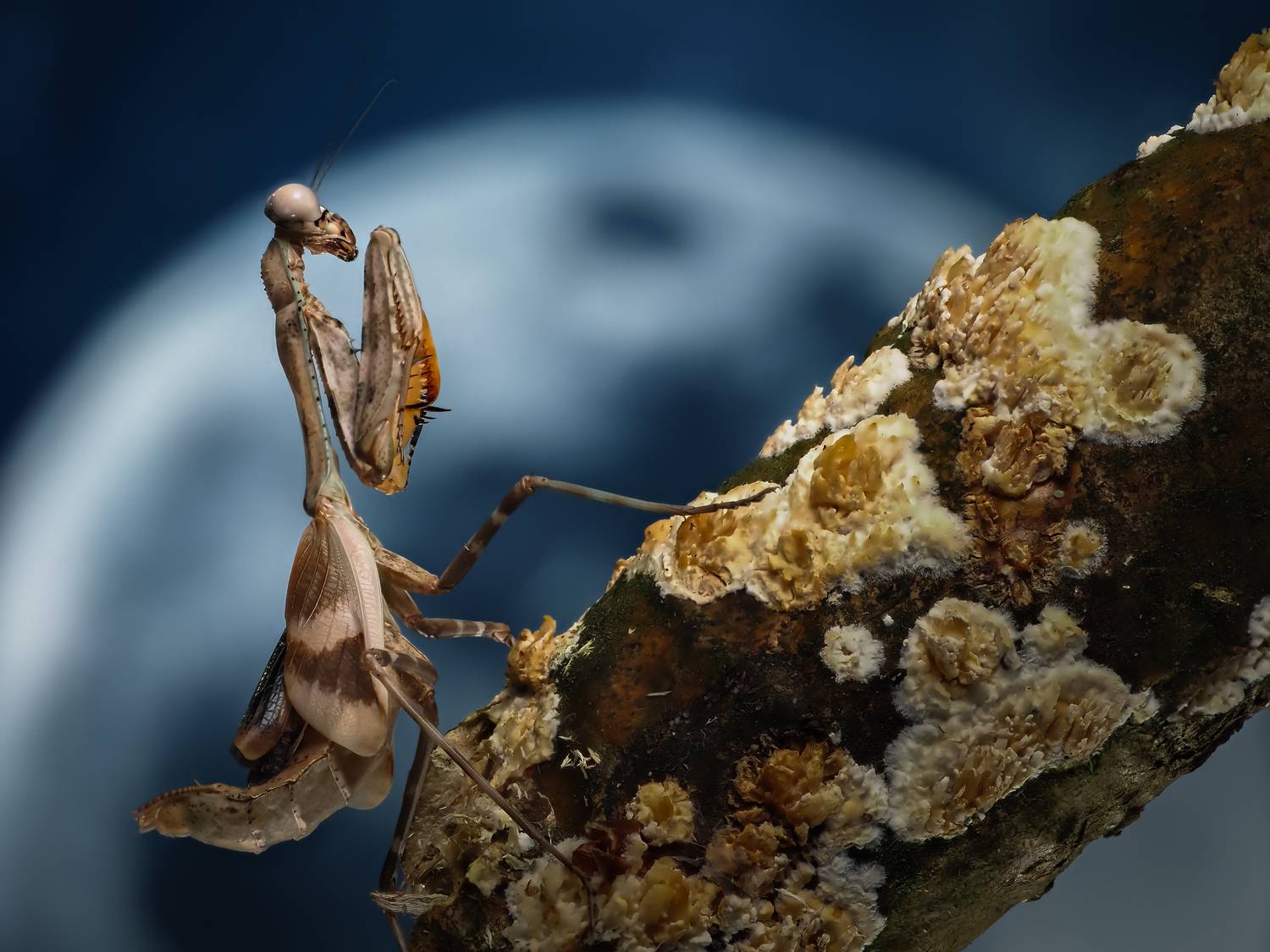 , Олег Савицкий