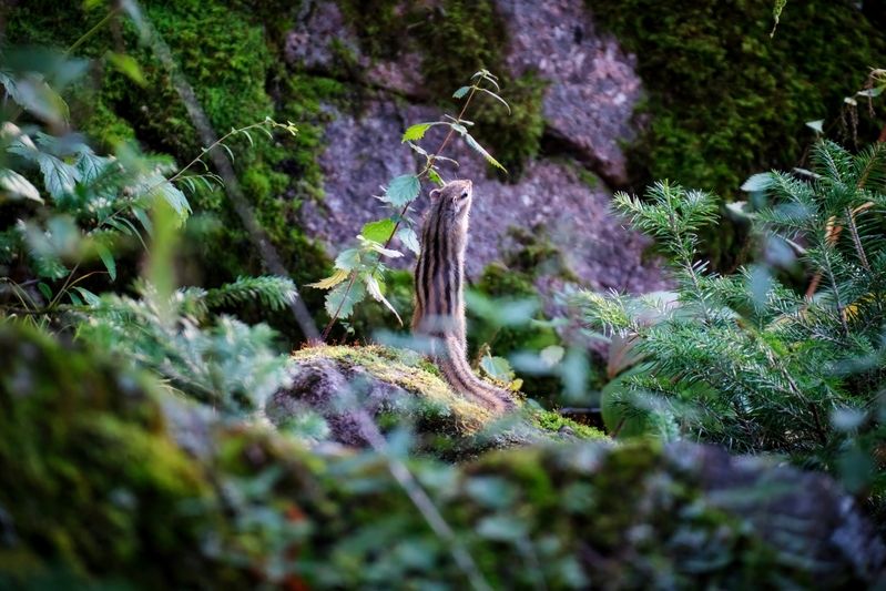 бурундук  фото превью