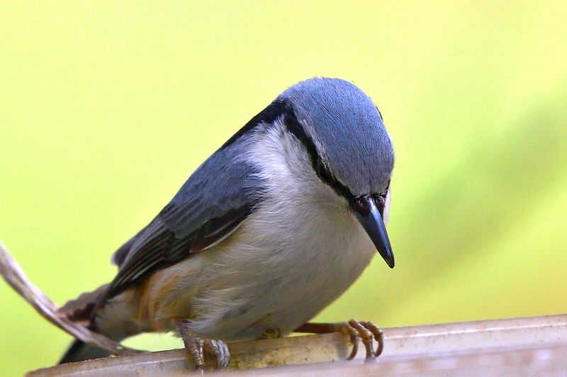 Sitta europaea. фото превью