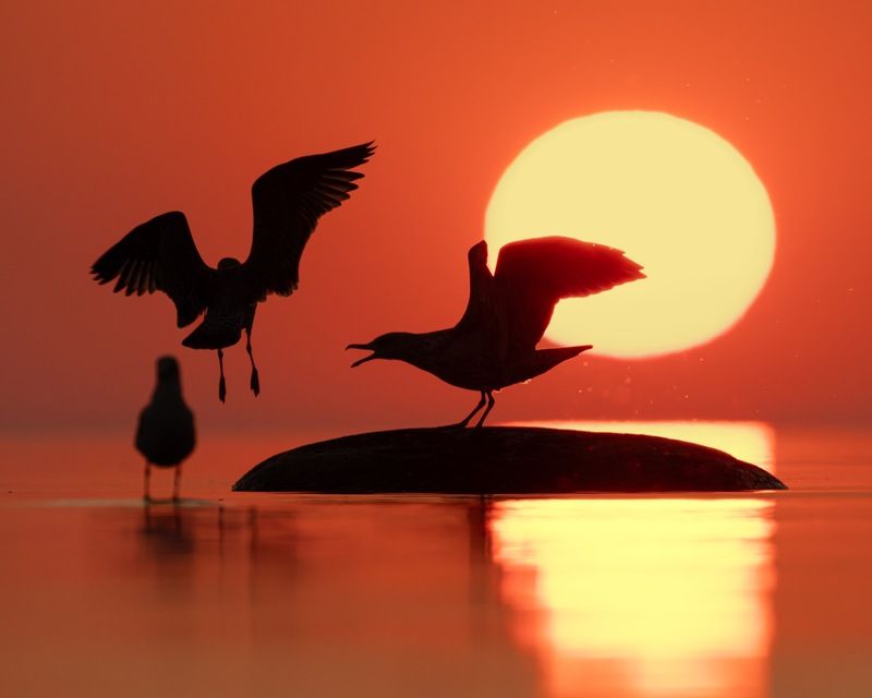 чайка, закат, финский залив, силуэт На этот раз без рыбы не возвращайся!!! фото превью