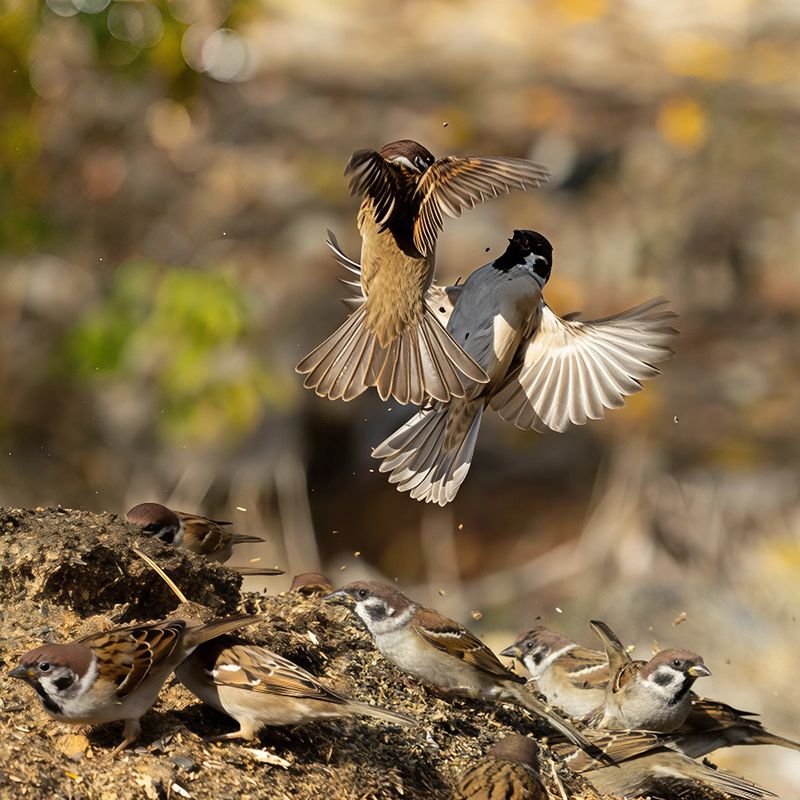 природа Выяснения фото превью