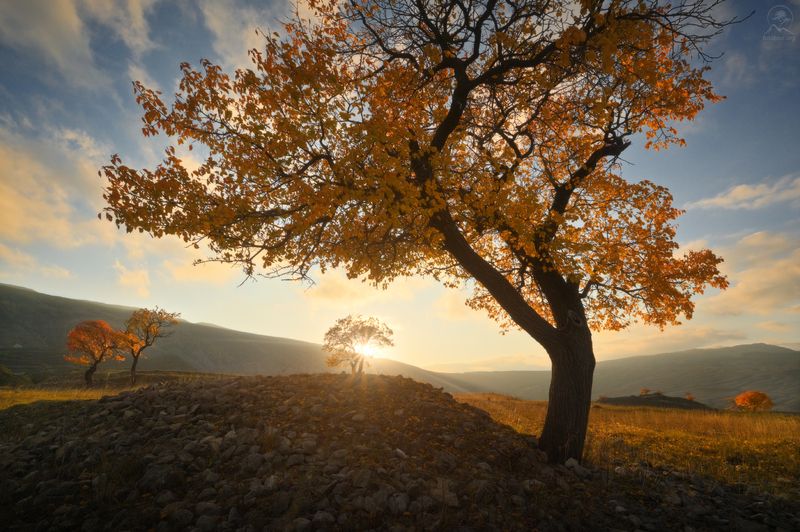 дагестан, деревья, осень, горы, террасы, чох, фототур в дагестан Ода дагестанским деревьям фото превью