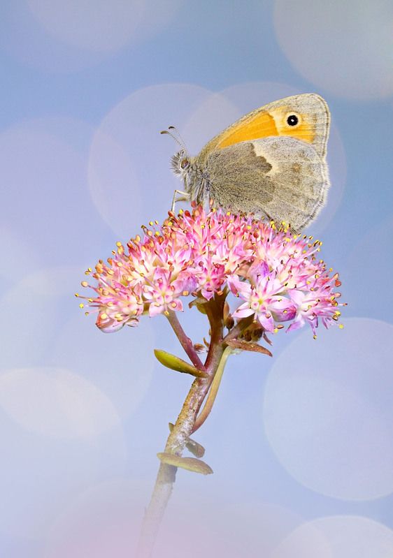 Сенница фото превью