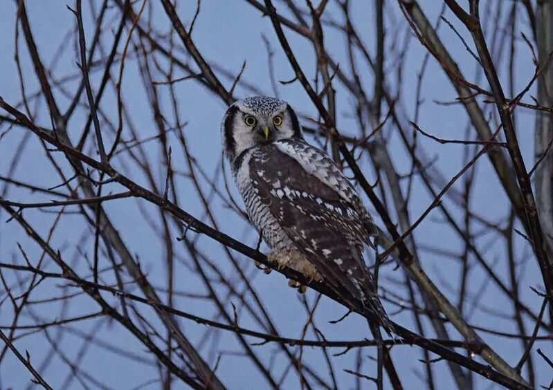 Ястребиная сова. фото превью