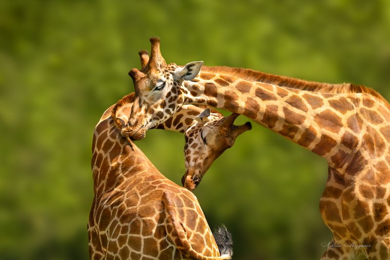 Вдвоем... фото превью