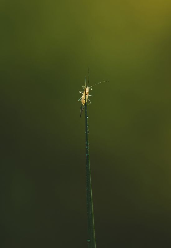 ... фото превью