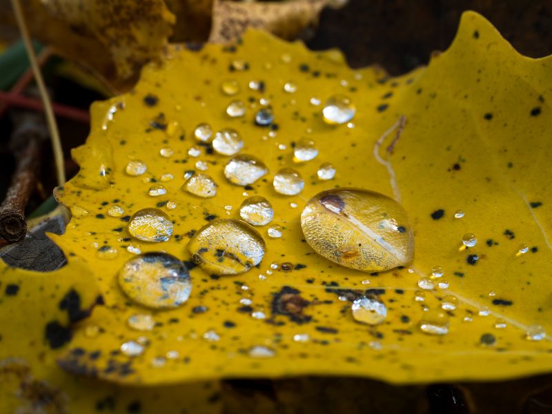 Осенний листок фото превью