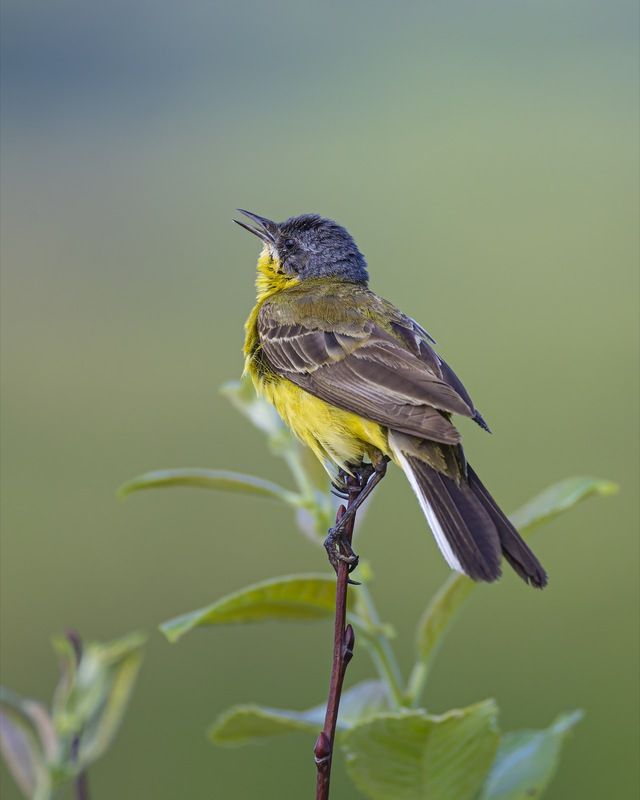 желтая трясогузка,трясогузка, птицы  фото превью