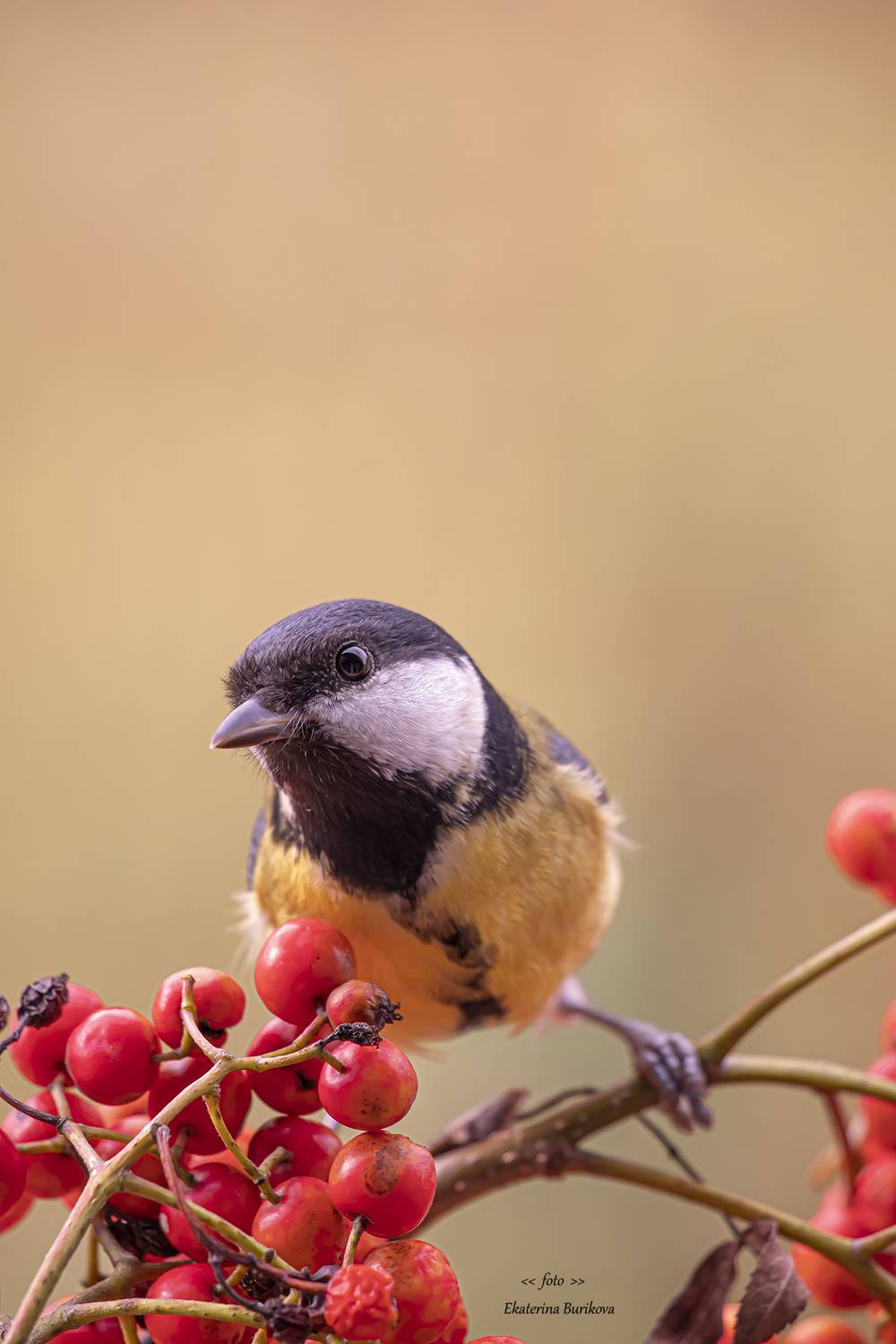 фото синиц , синицы,  фото дикой природы., Бурикова Екатерина