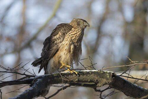 Первые морозы