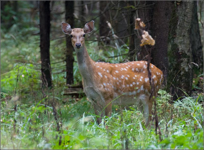 москва, осень, парк, пятнистый олень ***** фото превью