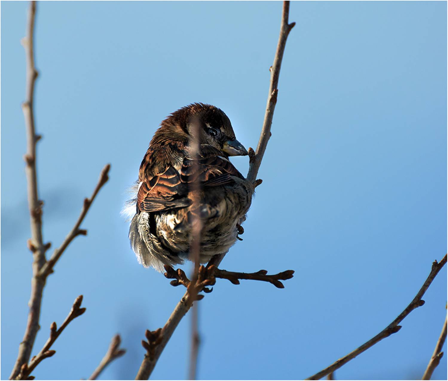 , Владимир Краснов