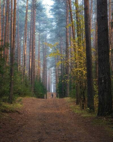 Прогулка в сосновом лесу