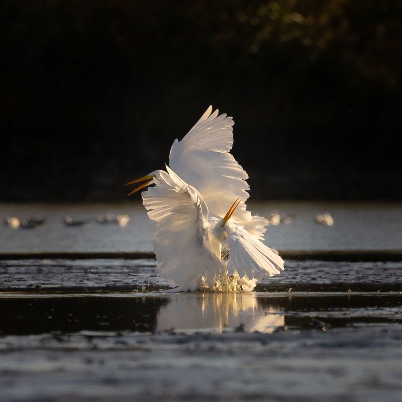 Duel фото превью