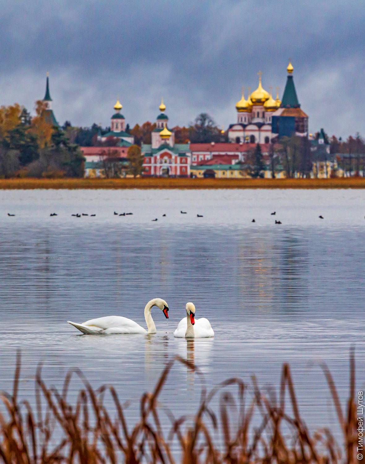 валдай, Тимофей Шутов