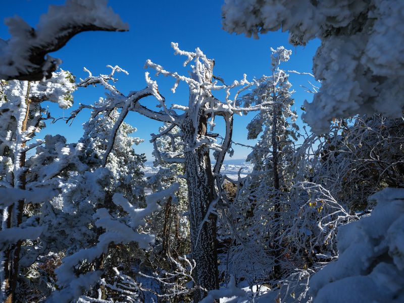 Сказочный лес фото превью