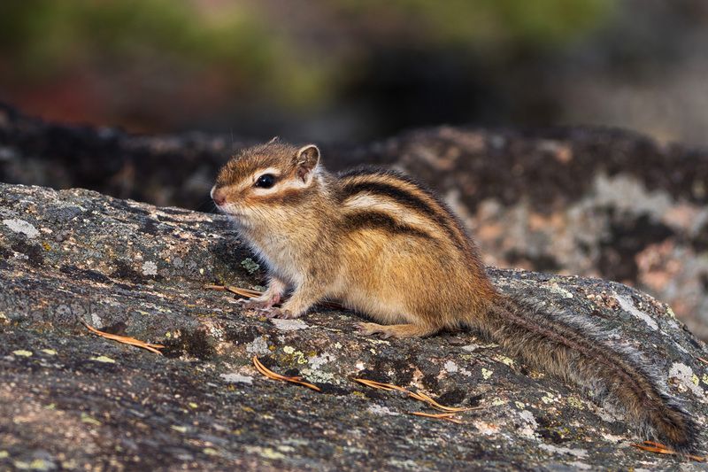 Бурундук фото превью