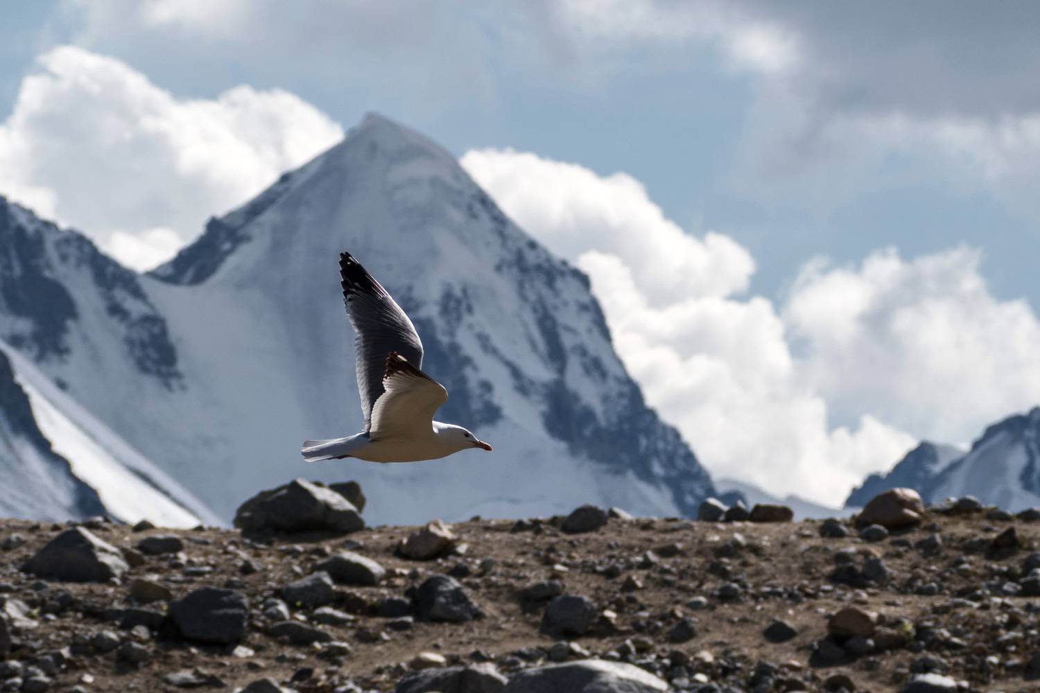 монголия, Станислав