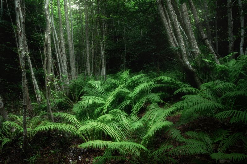 Палки и листья фото превью