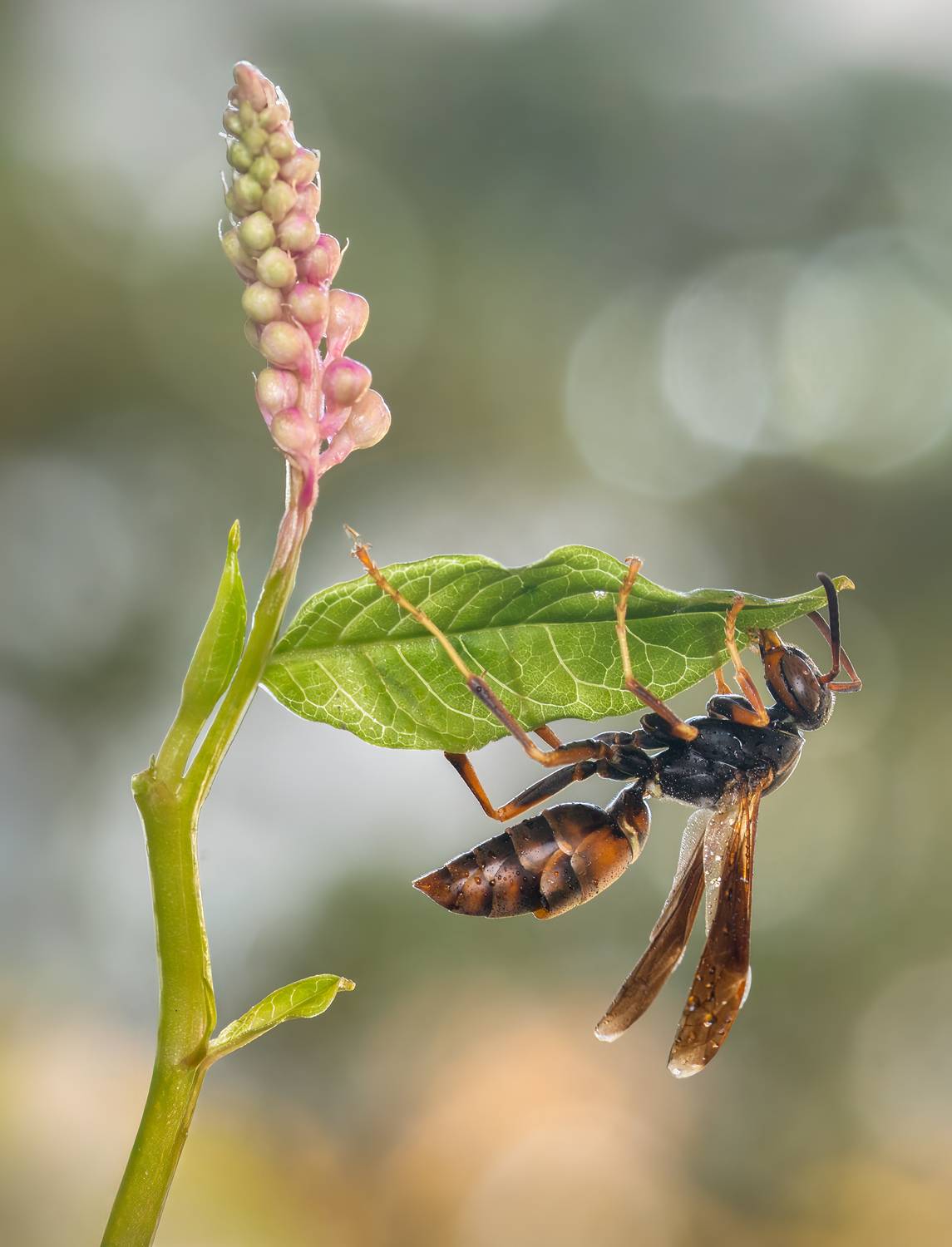 wasp, insect, macro, nature, wild, insects, bee,, Atul Saluja