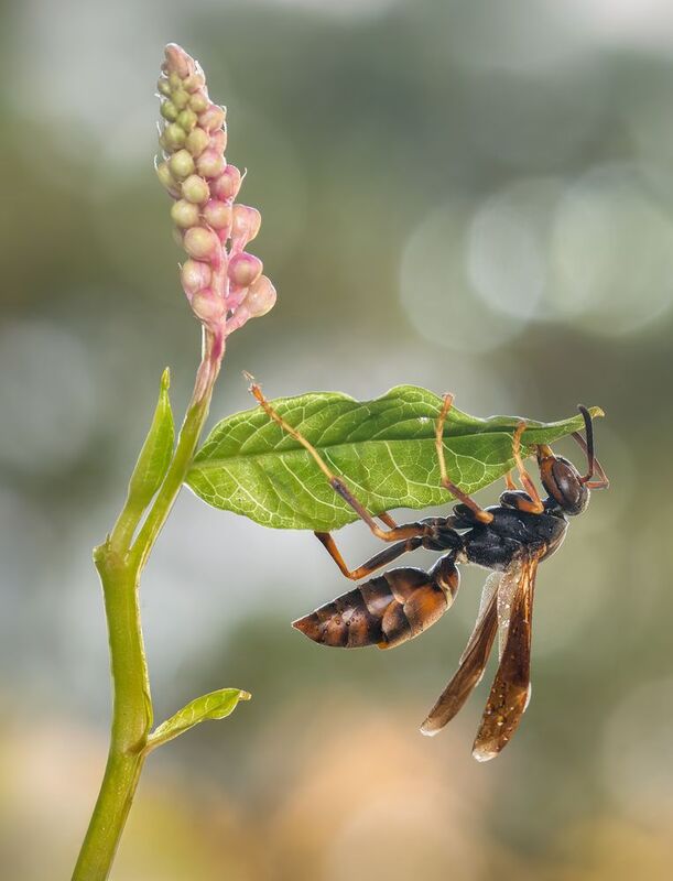 A perch of green фото превью