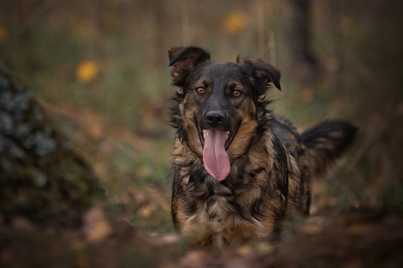 Кузя в поиске дома фото превью